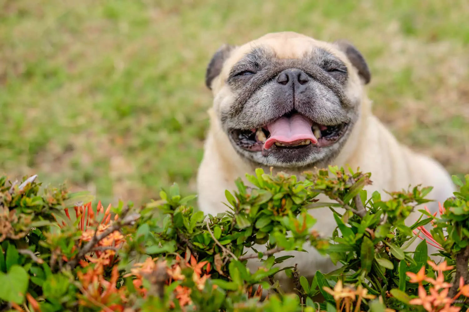 Outdoor Pets