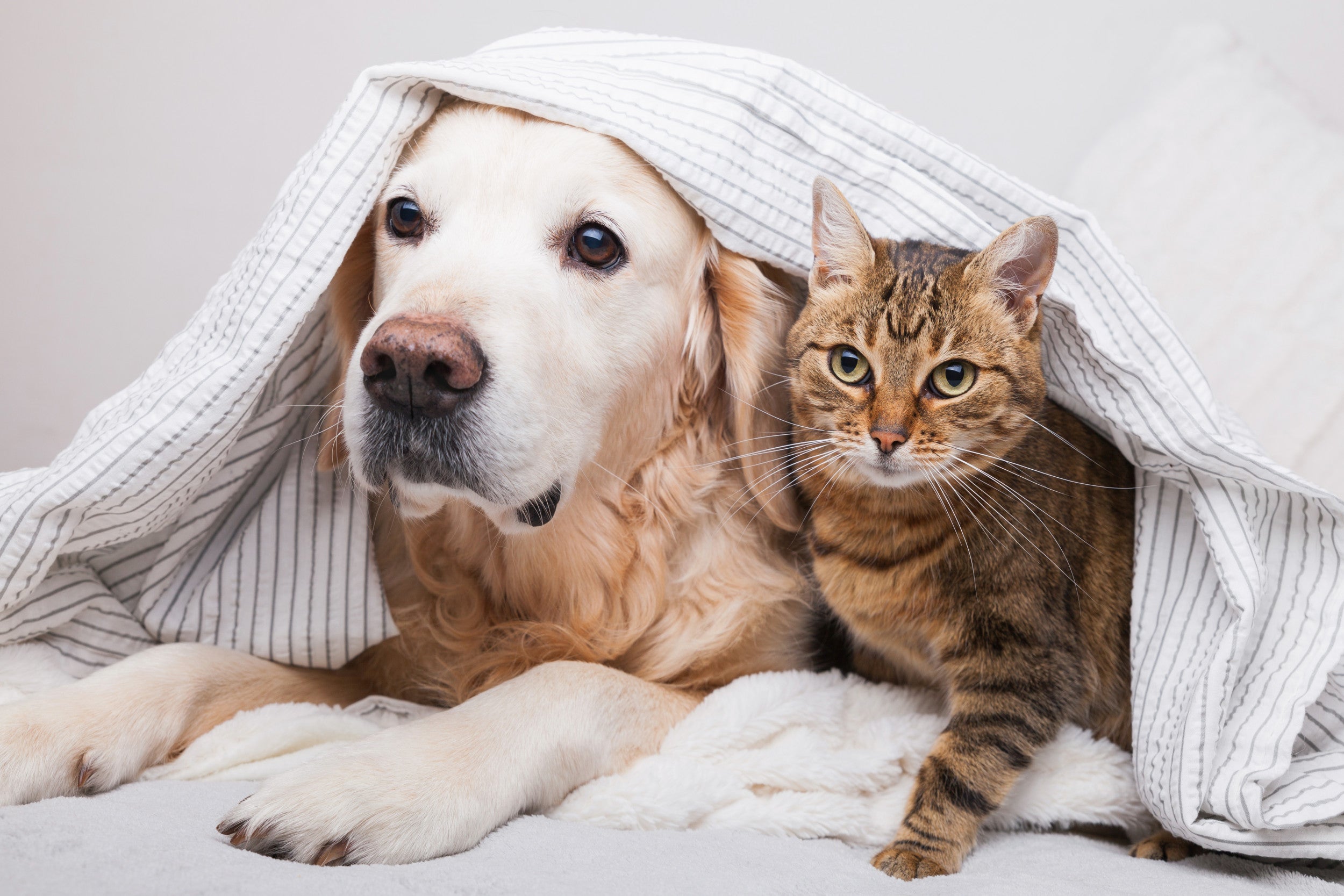 Indoor Pet Essentials